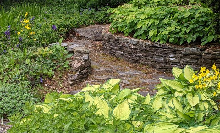 A close-up of a curved slate path and walls surrounded by beautiful and pristine hostas and epimedium foliage. A splash of blue from bluebells and som